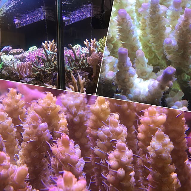 aquarium_seaさんの実例写真