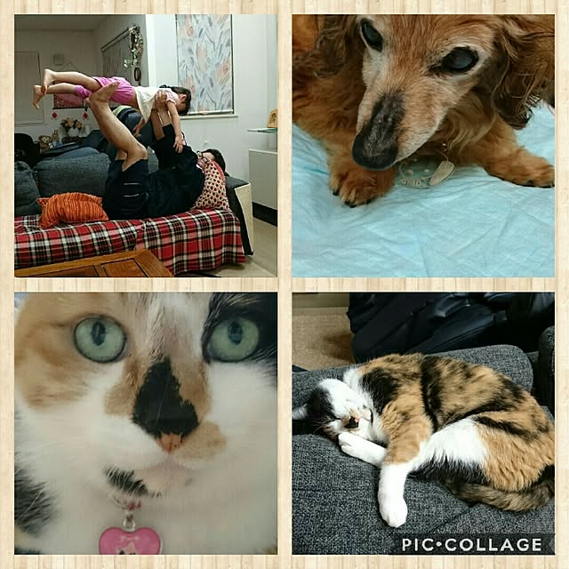 ayamamaさんの実例写真