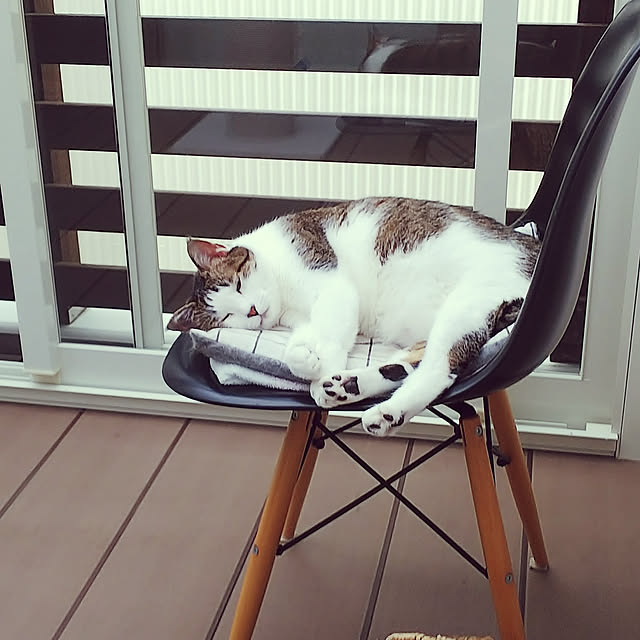 arisaさんの実例写真