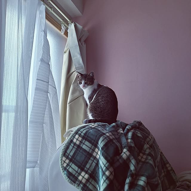 akimameさんの実例写真