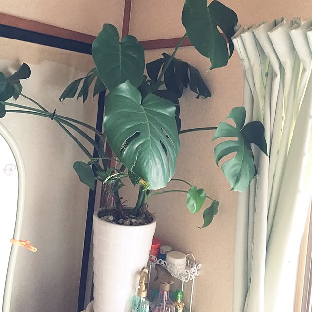 部屋全体/観葉植物のインテリア実例 - 2017-07-06 17:58:36