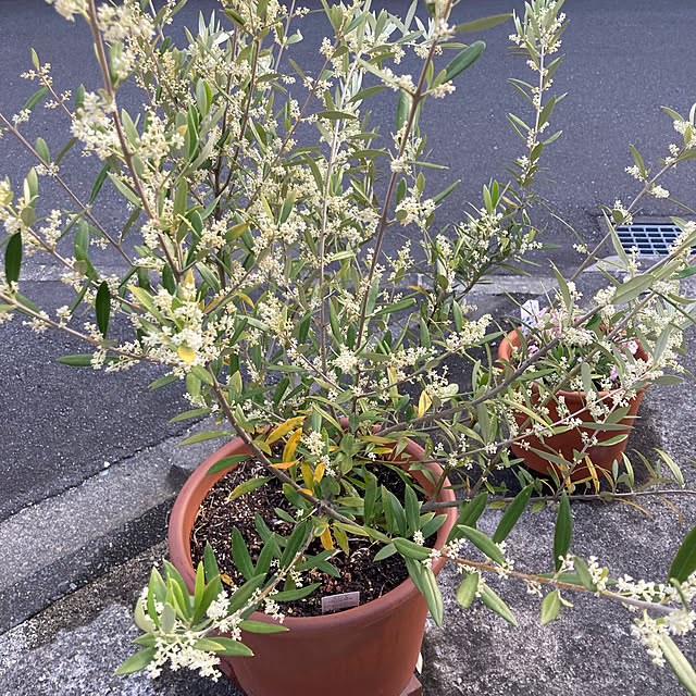 mamaさんの実例写真