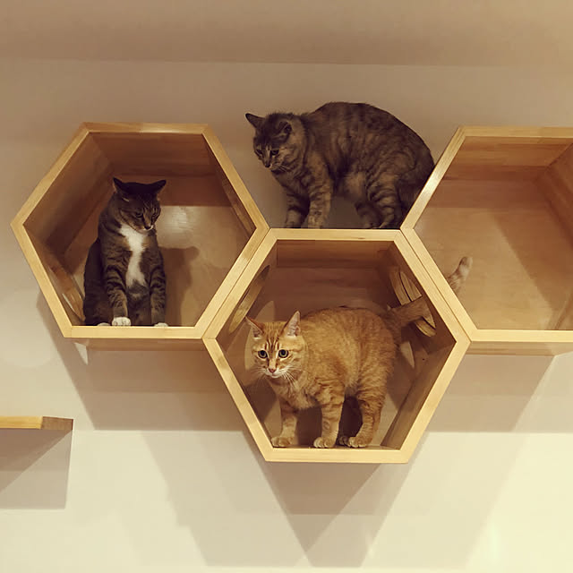 kimuchiさんの実例写真