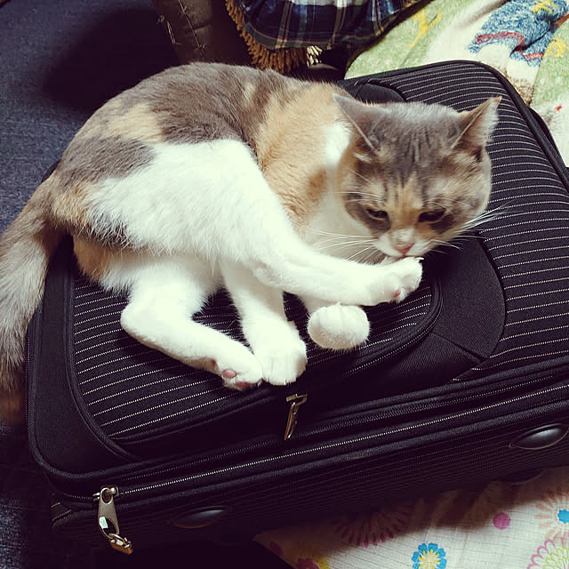 fukuさんの実例写真