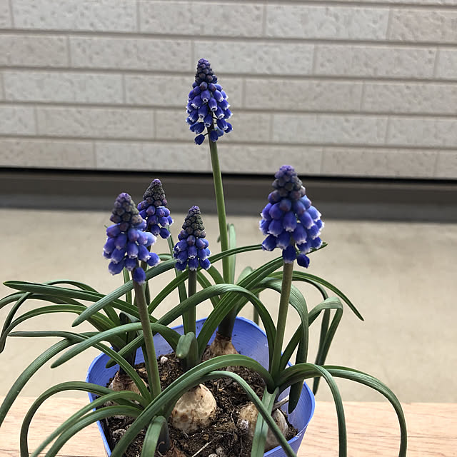 kaorinさんの実例写真