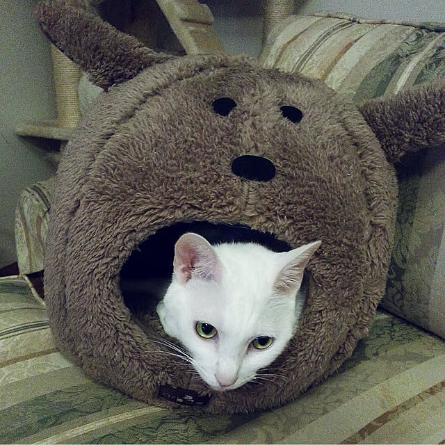 Ohigeさんの実例写真
