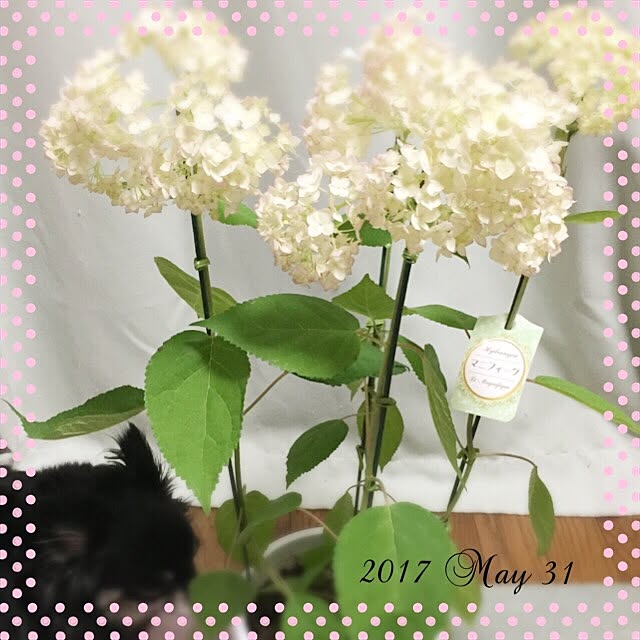 mockさんの実例写真