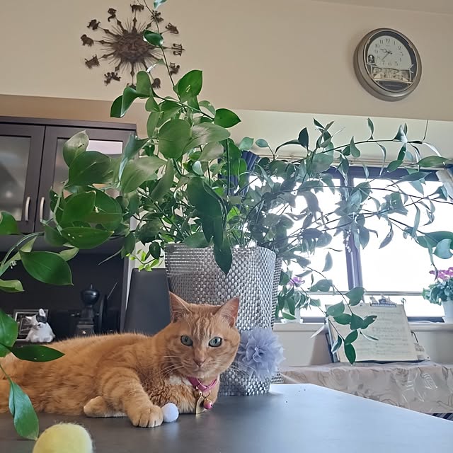 NOAHさんの実例写真