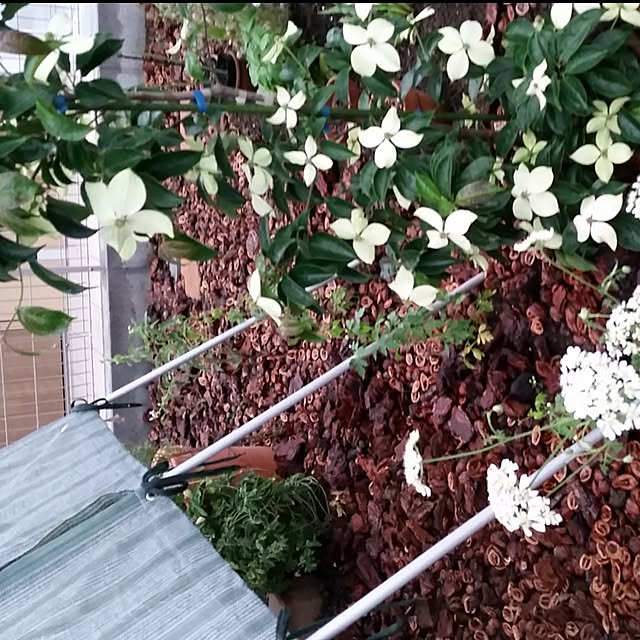 nia1213さんの実例写真