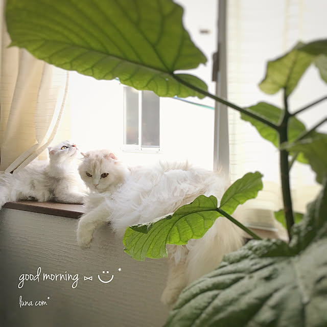 luna.comさんの実例写真