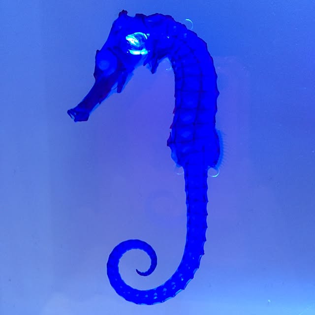 nikoriさんの実例写真