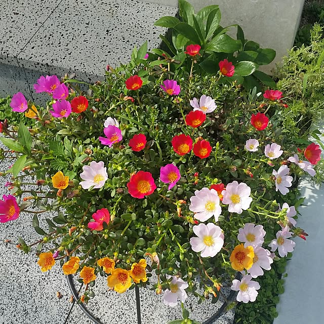 saichanさんの実例写真