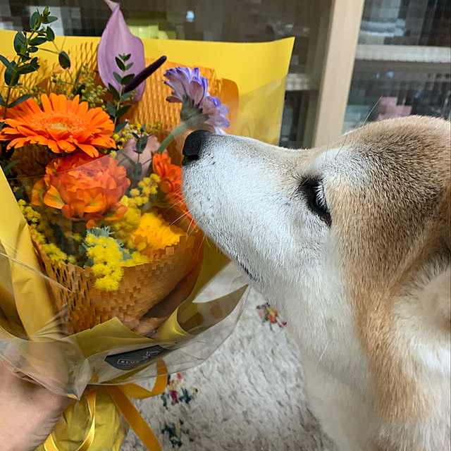 kotatsuさんの実例写真