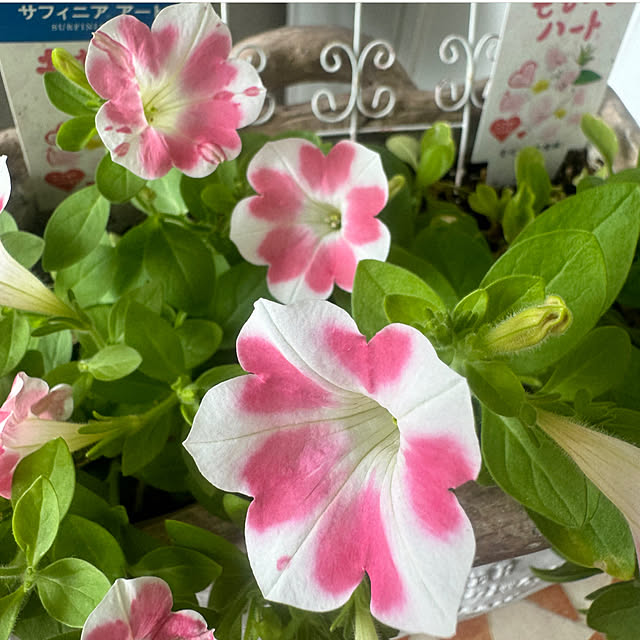 cocoさんの部屋