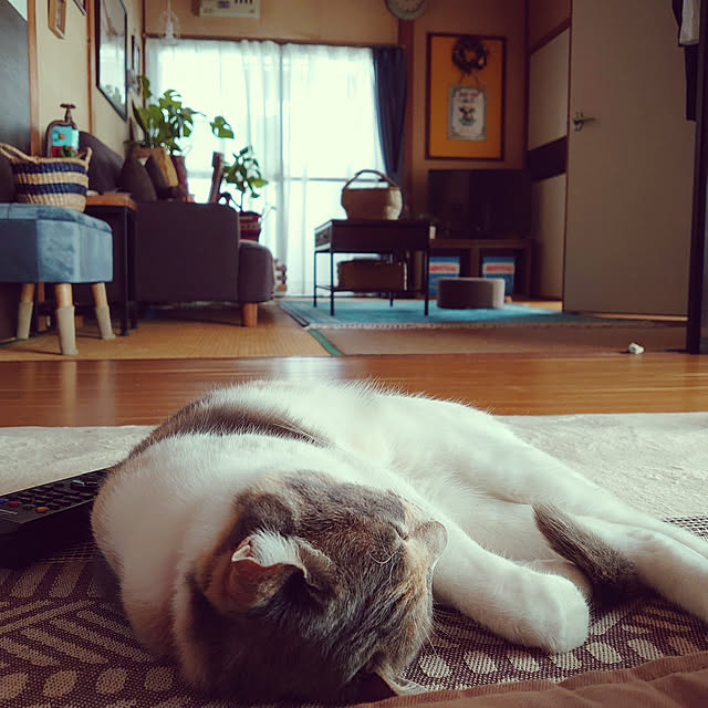 fukuさんの実例写真