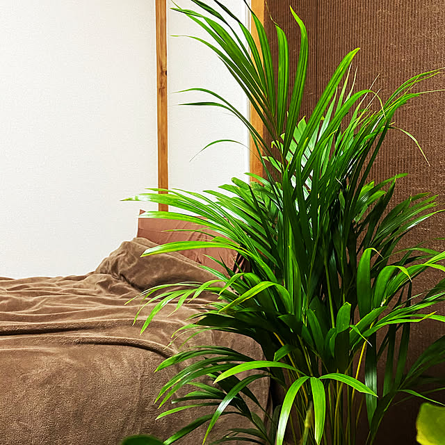 一人暮らし/植物のある暮らし/観葉植物/ナチュラル/ベッド周りのインテリア実例 - 2021-04-13 03:24:55