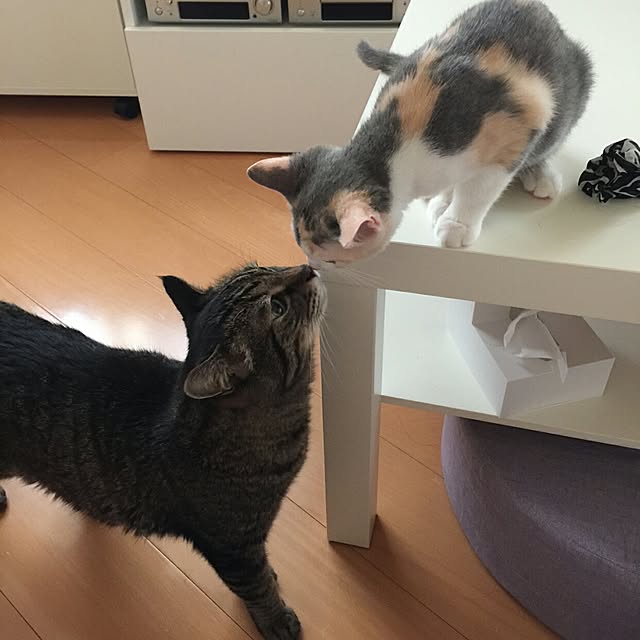 mi-mi-373さんの実例写真