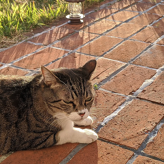 実例写真