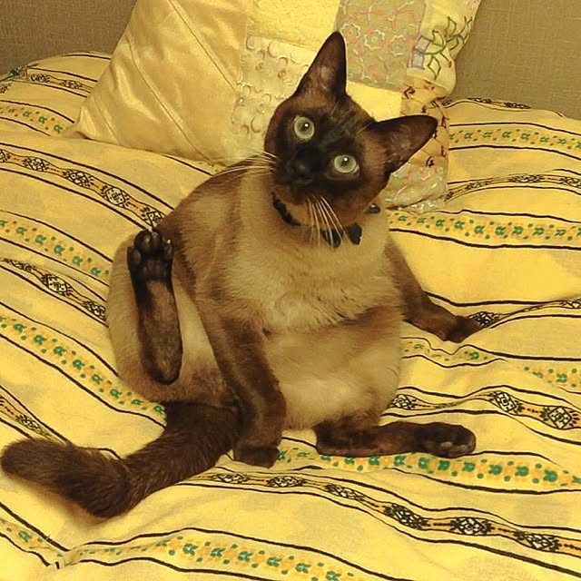dodoさんの実例写真