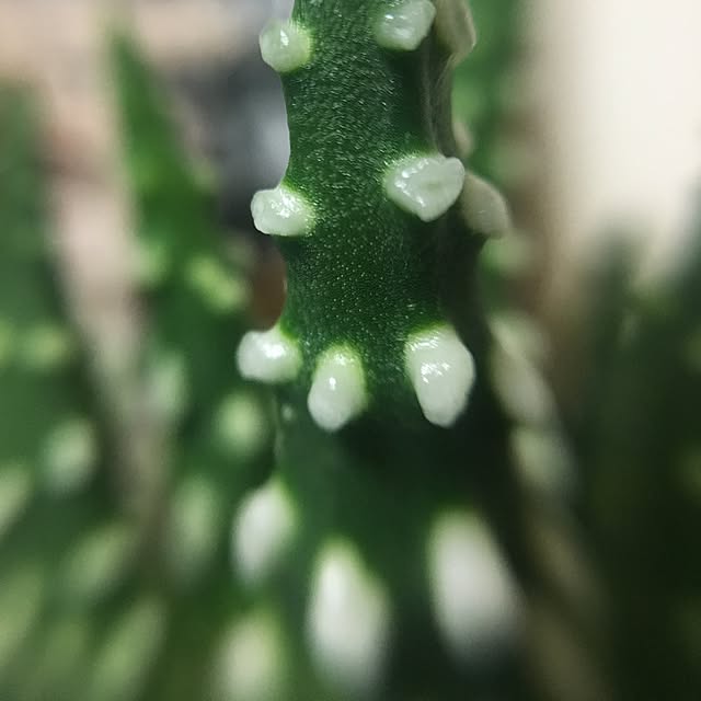tetra163さんの実例写真
