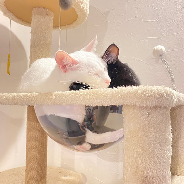 toyomaruさんの実例写真