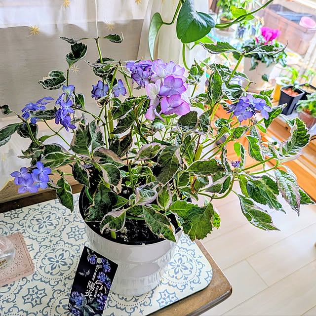 mi-saさんの部屋