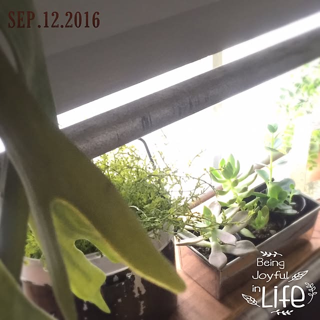 natulove0418さんの実例写真