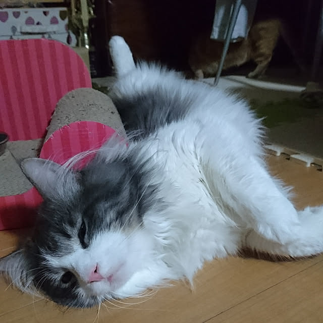 shinobuさんの実例写真