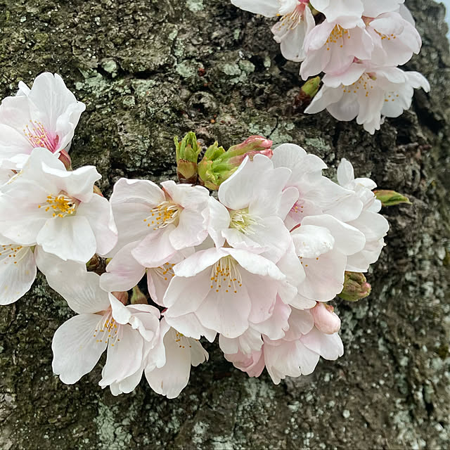 miさんの実例写真
