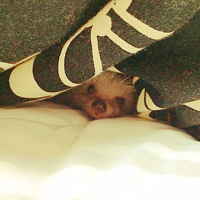 017さんの実例写真