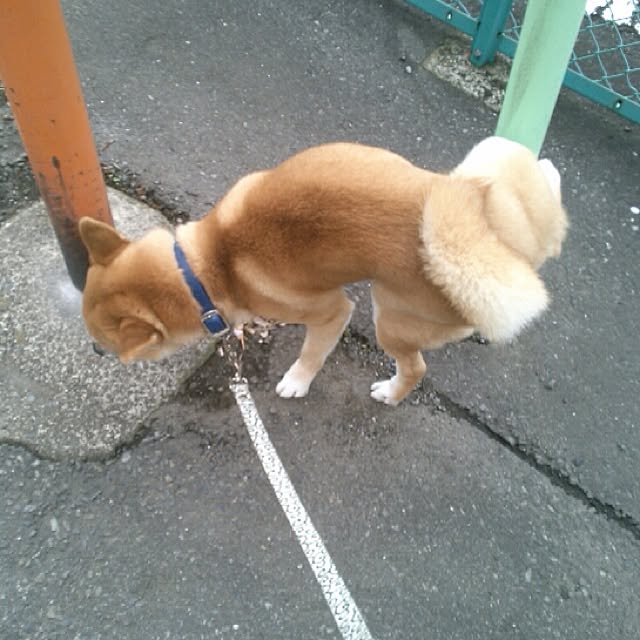 kotaさんの実例写真