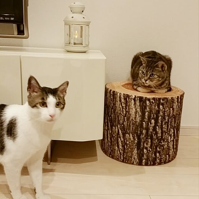 runayucoさんの実例写真