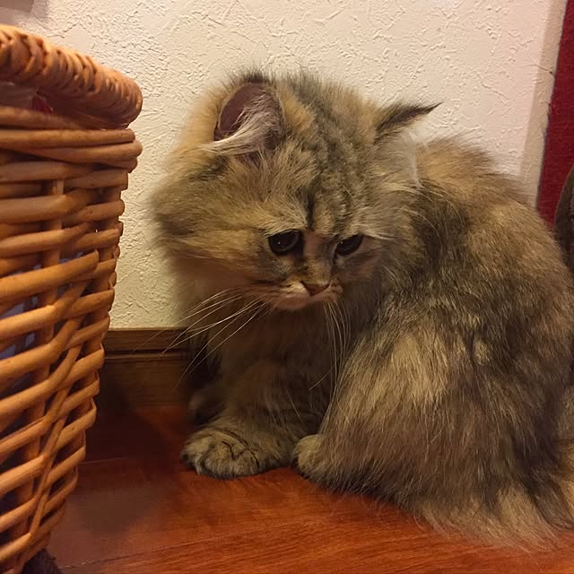 butachanさんの実例写真