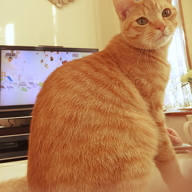 KINACOさんの実例写真