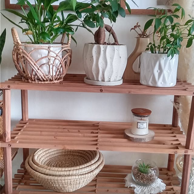 棚/観葉植物/ダイソー/雑貨/セリア...などのインテリア実例 - 2023-09-18 09:02:14