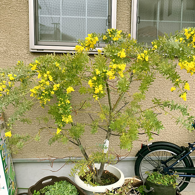 eshinobumさんの実例写真