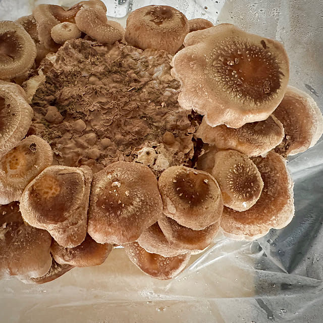 hamahamaさんの実例写真