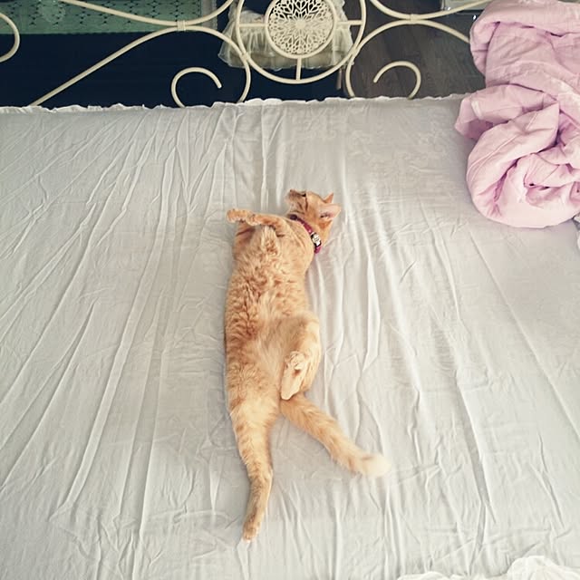 fu-ka24さんの実例写真