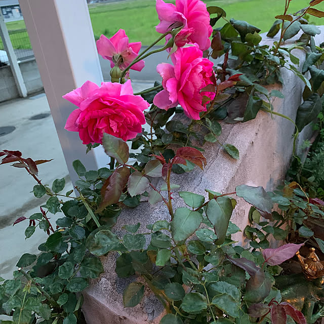 AYUKOさんの実例写真