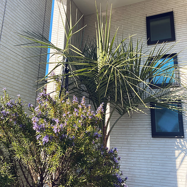 keikeiさんの実例写真