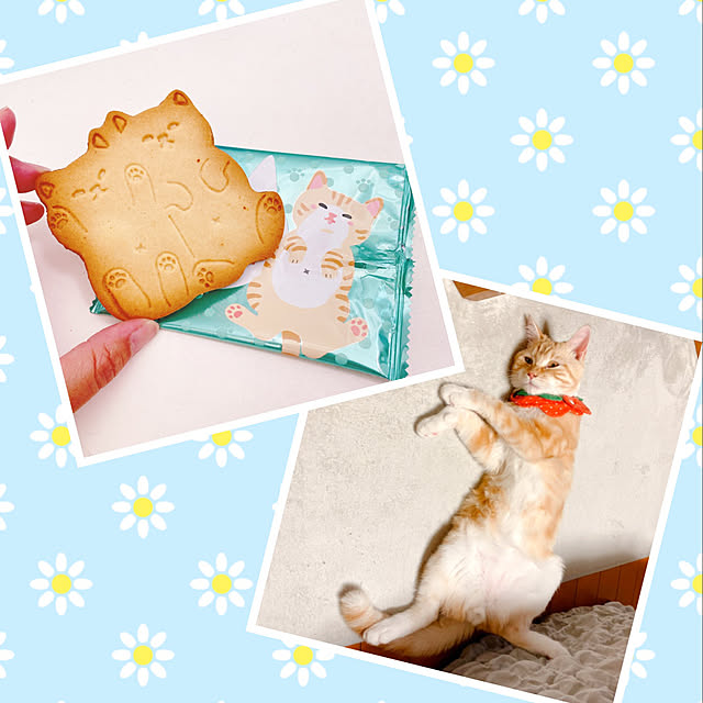 moolさんの実例写真