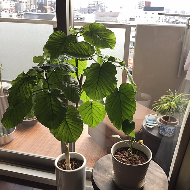 yoshiさんの実例写真