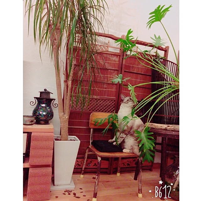 mjさんの実例写真
