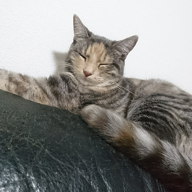 shinobuさんの実例写真