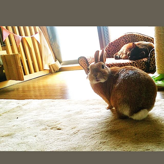 kuuaさんの実例写真