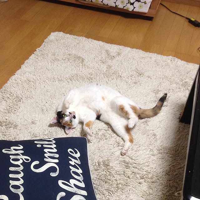 Kinanさんの実例写真