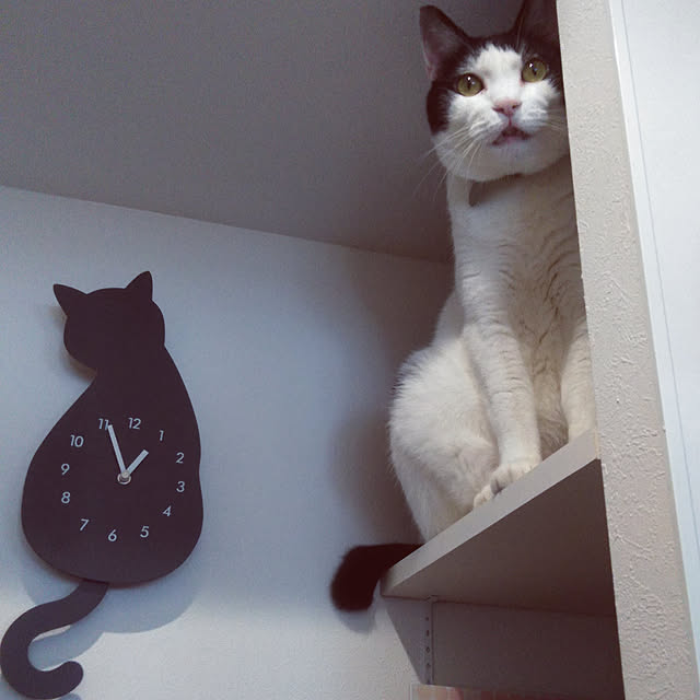 futukoさんの実例写真