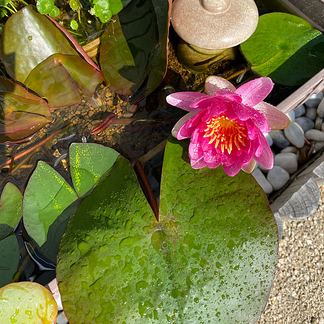 初夏/植物のある暮らし/雑貨/水生植物/癒しの空間...などのインテリア実例 - 2021-06-03 15:32:33