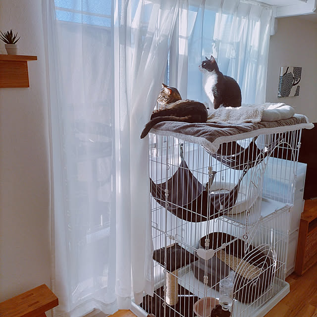 hihaさんの実例写真