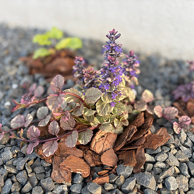 Haruさんの実例写真